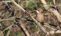 Foto Bandurrita Chaqueña