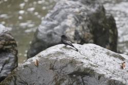 Foto Viudita de Río