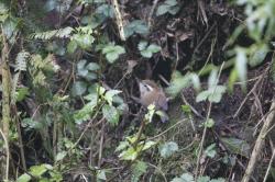 Foto Ratona Ceja Blanca