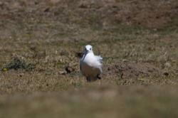 Foto Gaviota Andina