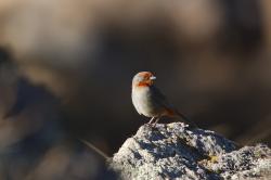 Foto Monterita Serrana
