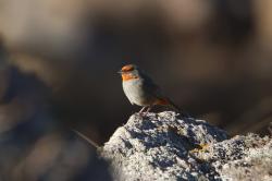 Foto Monterita Serrana