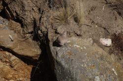 Foto Palomita Cordillerana