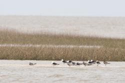 Foto Gaviota Cangrejera