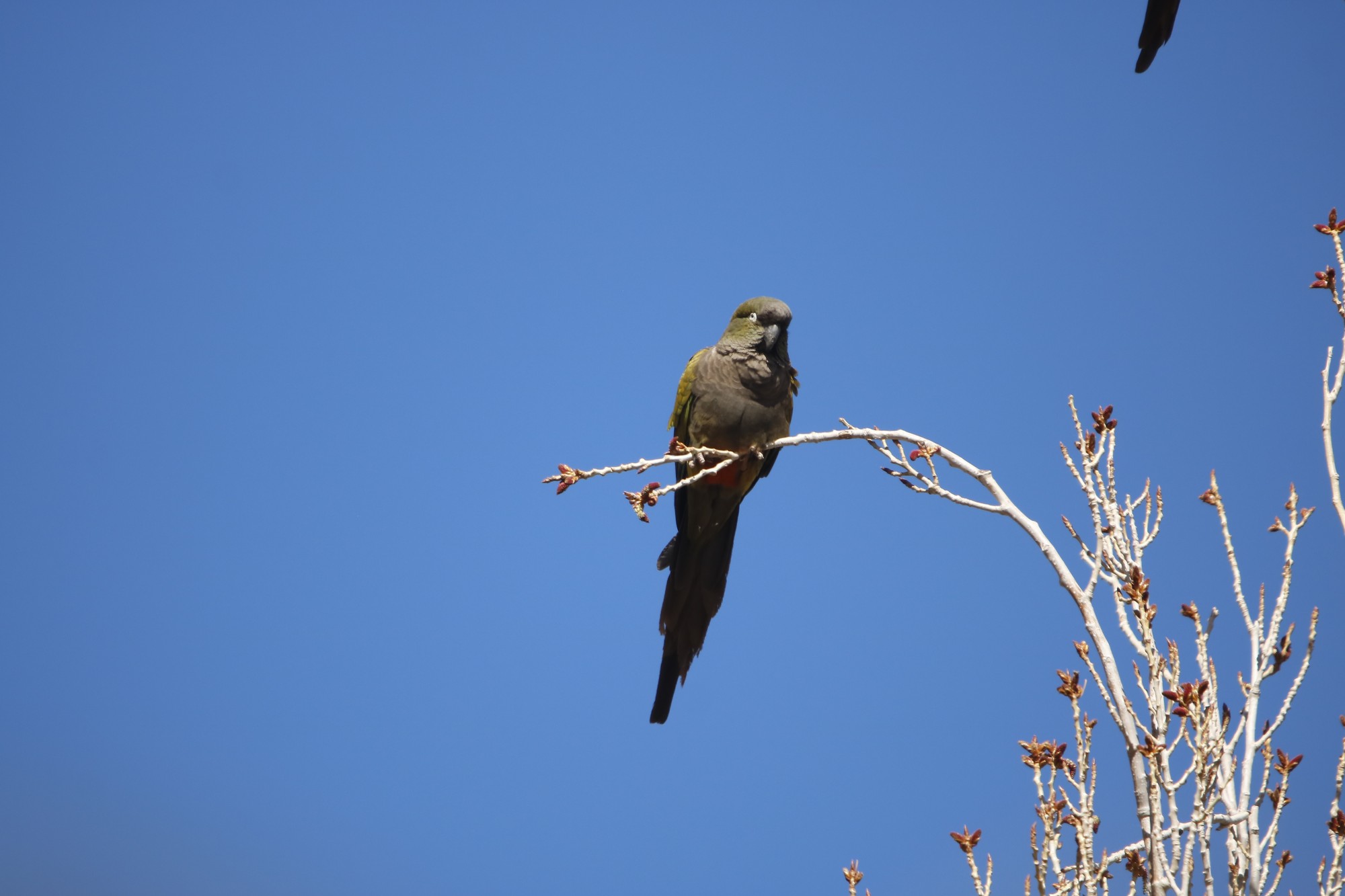 Foto Loro Barranquero