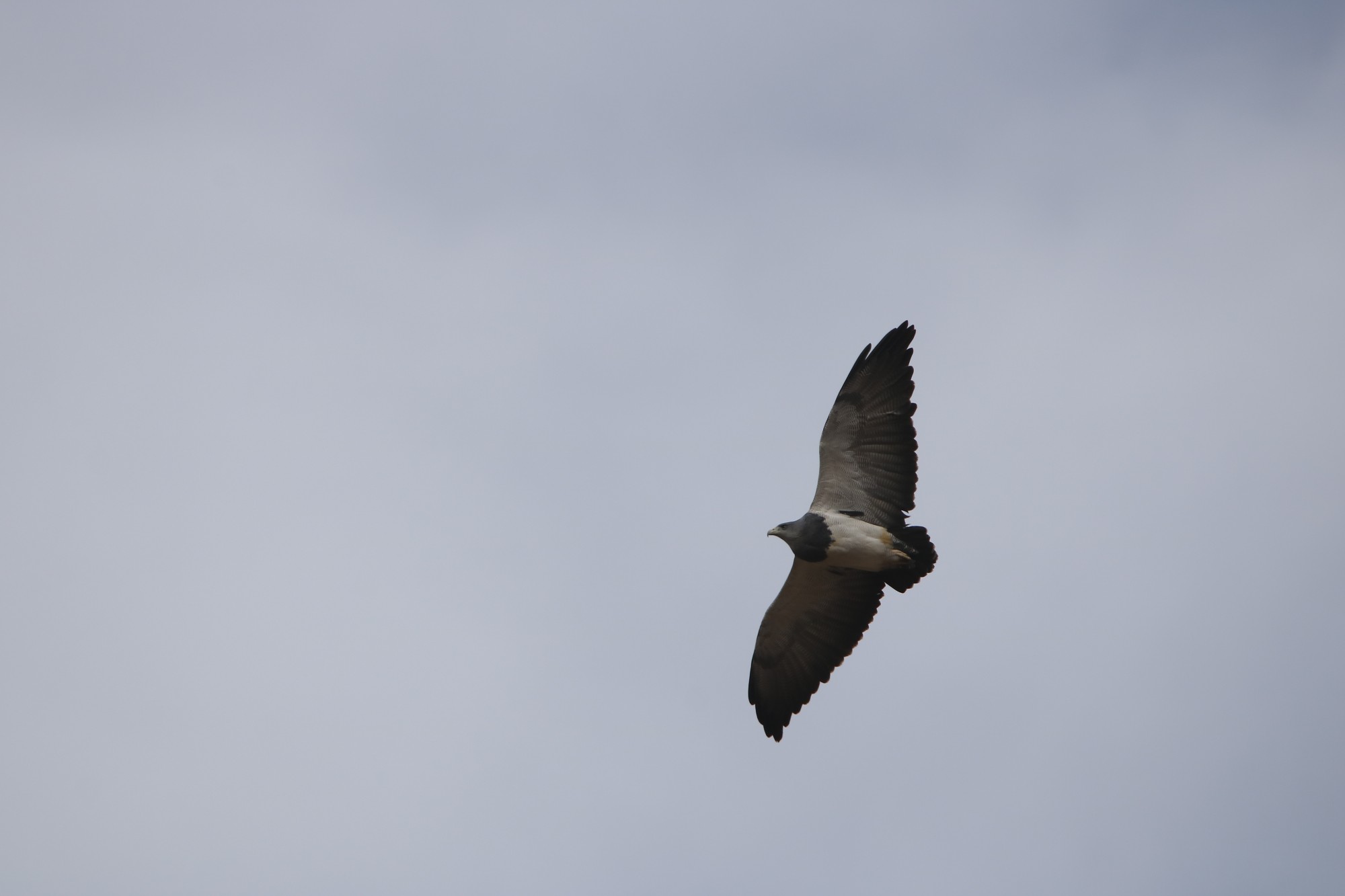Foto Águila Mora