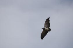 Photo Águila Mora