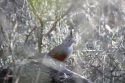 Foto Gallito Copetón