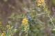  (Colibri serrirostris)