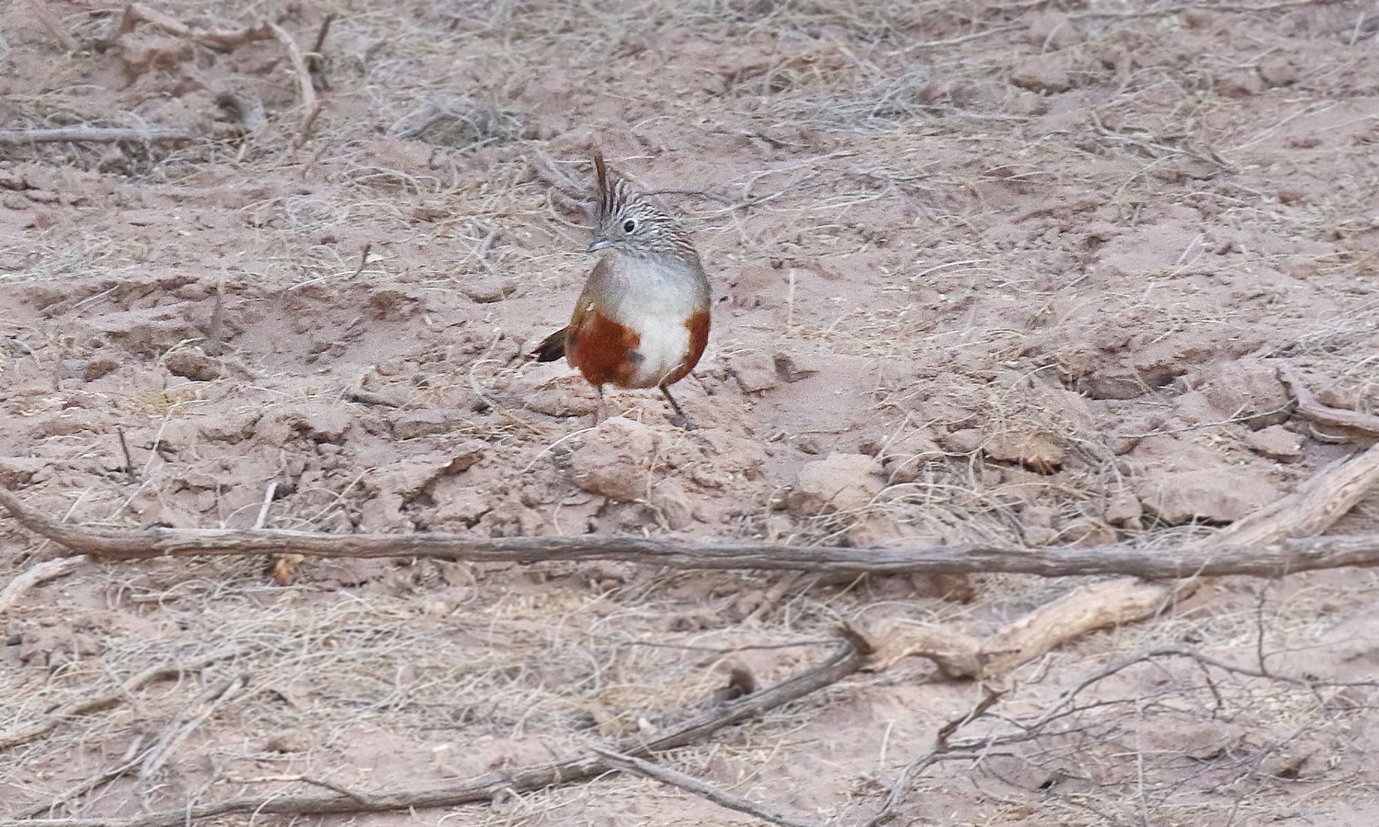 Foto Gallito Copetón