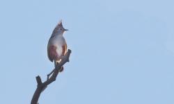 Foto Gallito Copetón