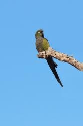 Foto Loro Barranquero