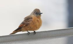 Photo Birro Común