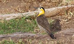 Foto Carpintero Campestre