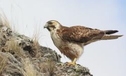 Foto Aguilucho Común