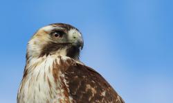 Foto Aguilucho Común