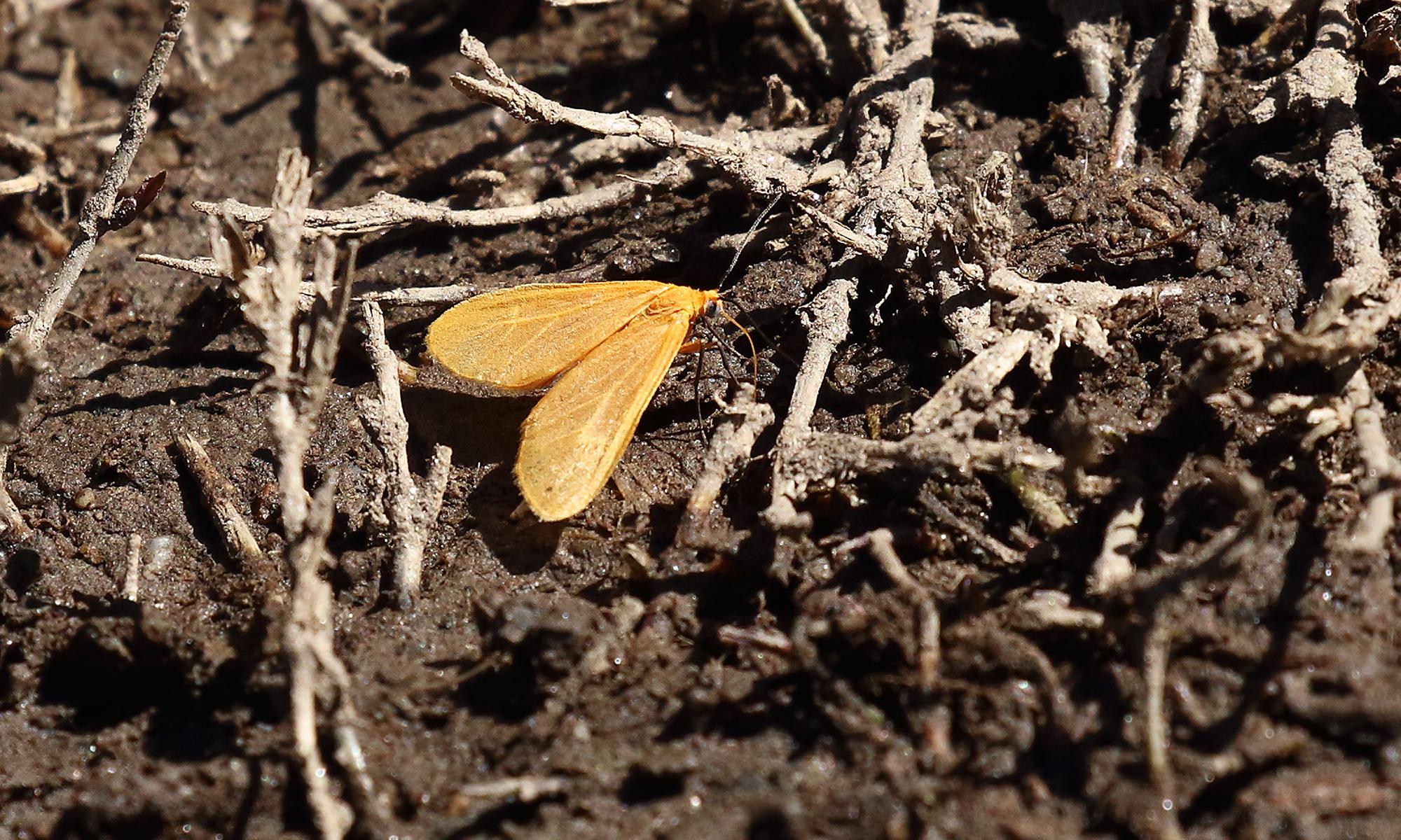 Eubaphe&nbsp;hesperina