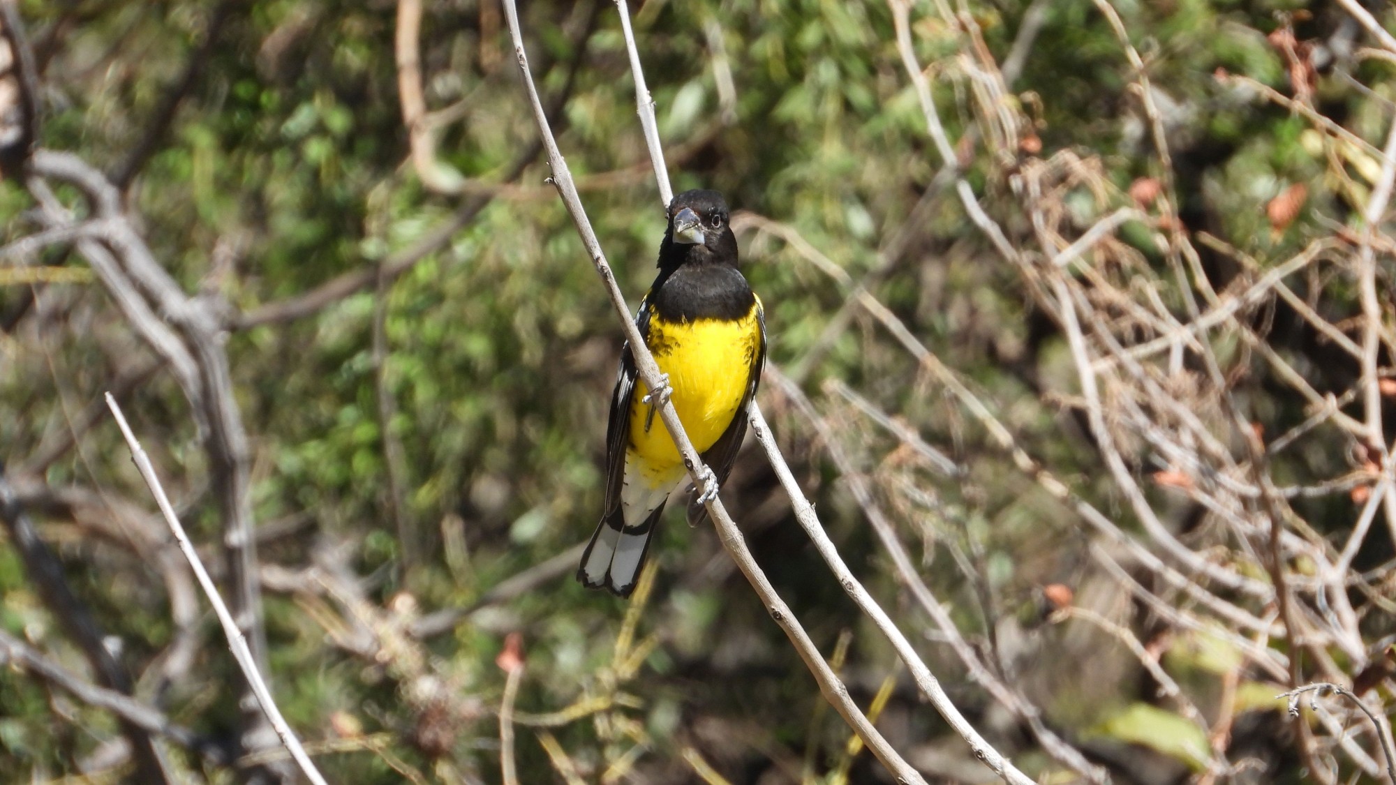 Pheucticus&nbsp;aureoventris