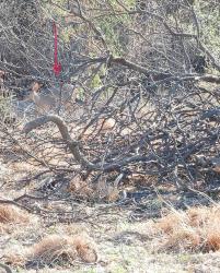 Foto Corzuela Parda