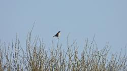 Foto Calandria Real