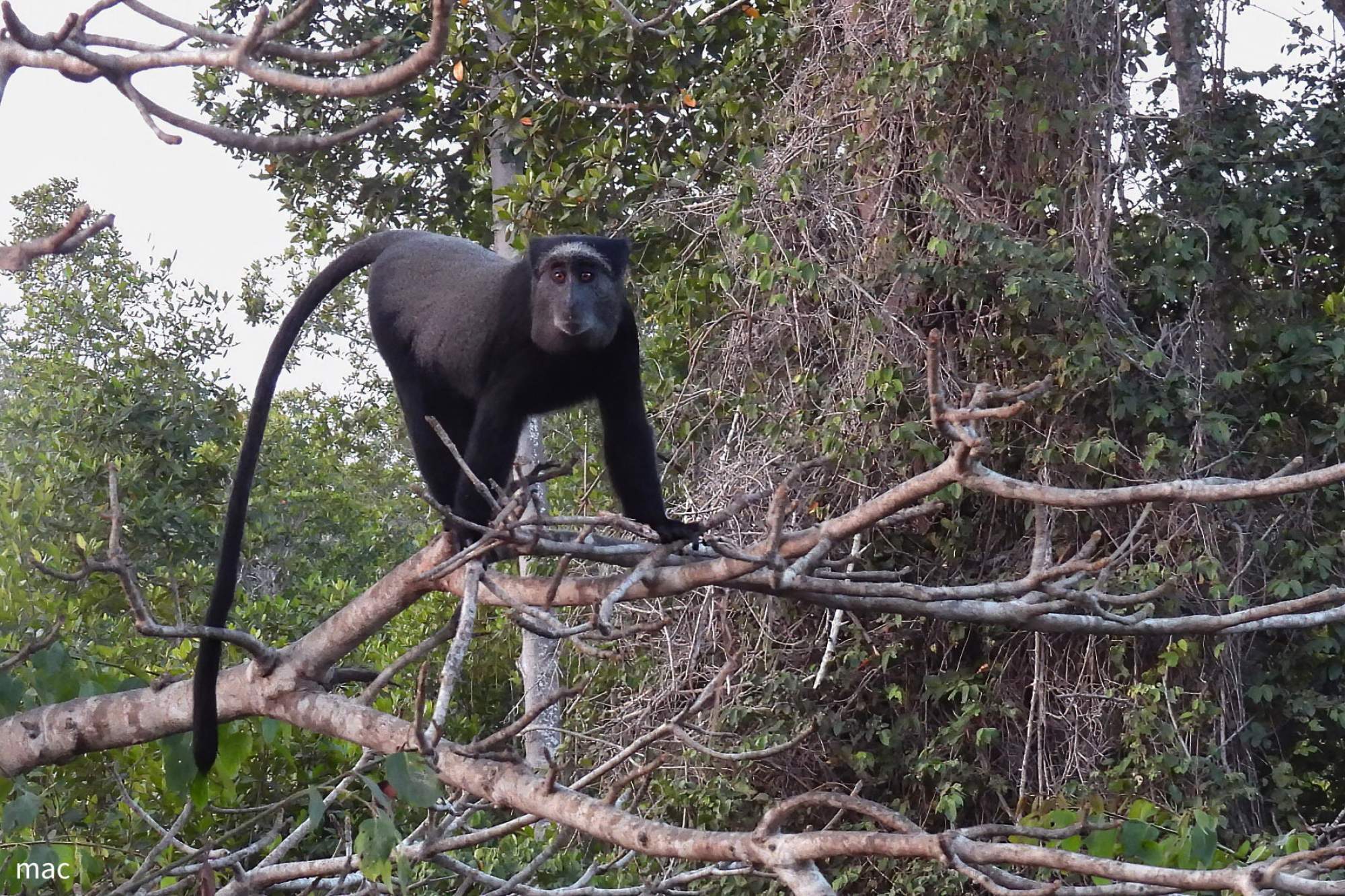 Cercopithecus&nbsp;mitis