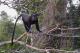 Blue Monkey ()