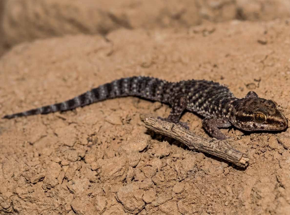 Phyllodactylus&nbsp;sentosus