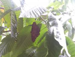 Foto Polilla Bruja