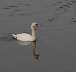Foto Cisne Vulgar