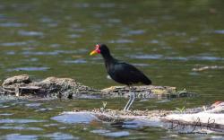 Foto Jacana