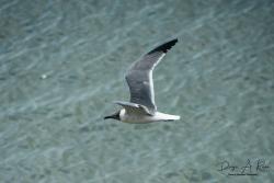 Photo Gaviota Reidora Americana