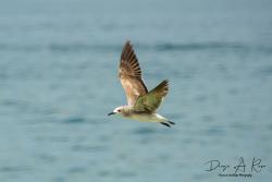 Photo Gaviota Reidora Americana