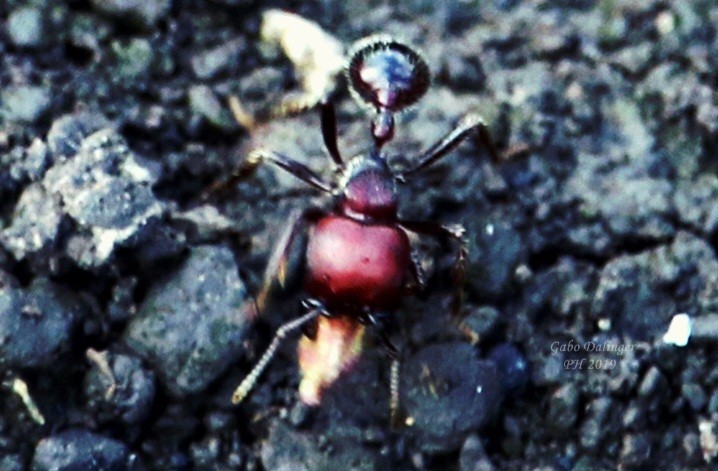 Pogonomyrmex&nbsp;lobatus