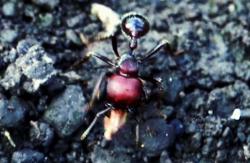 Foto Hormiga Cosechadora Lobulada
