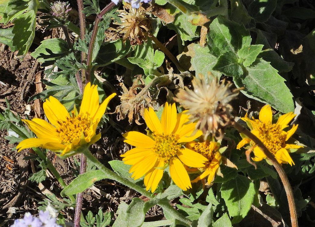 Photo Girasolillo