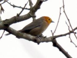 Foto Tangará Gris
