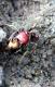 Pogonomyrmex lobatus