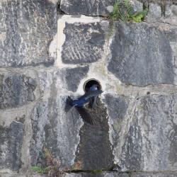 Foto Golondrina Doméstica