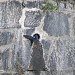 Foto Golondrina Doméstica