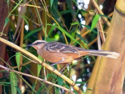 Foto Calandria Grande