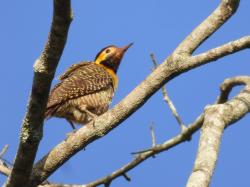 Foto Carpintero Campestre