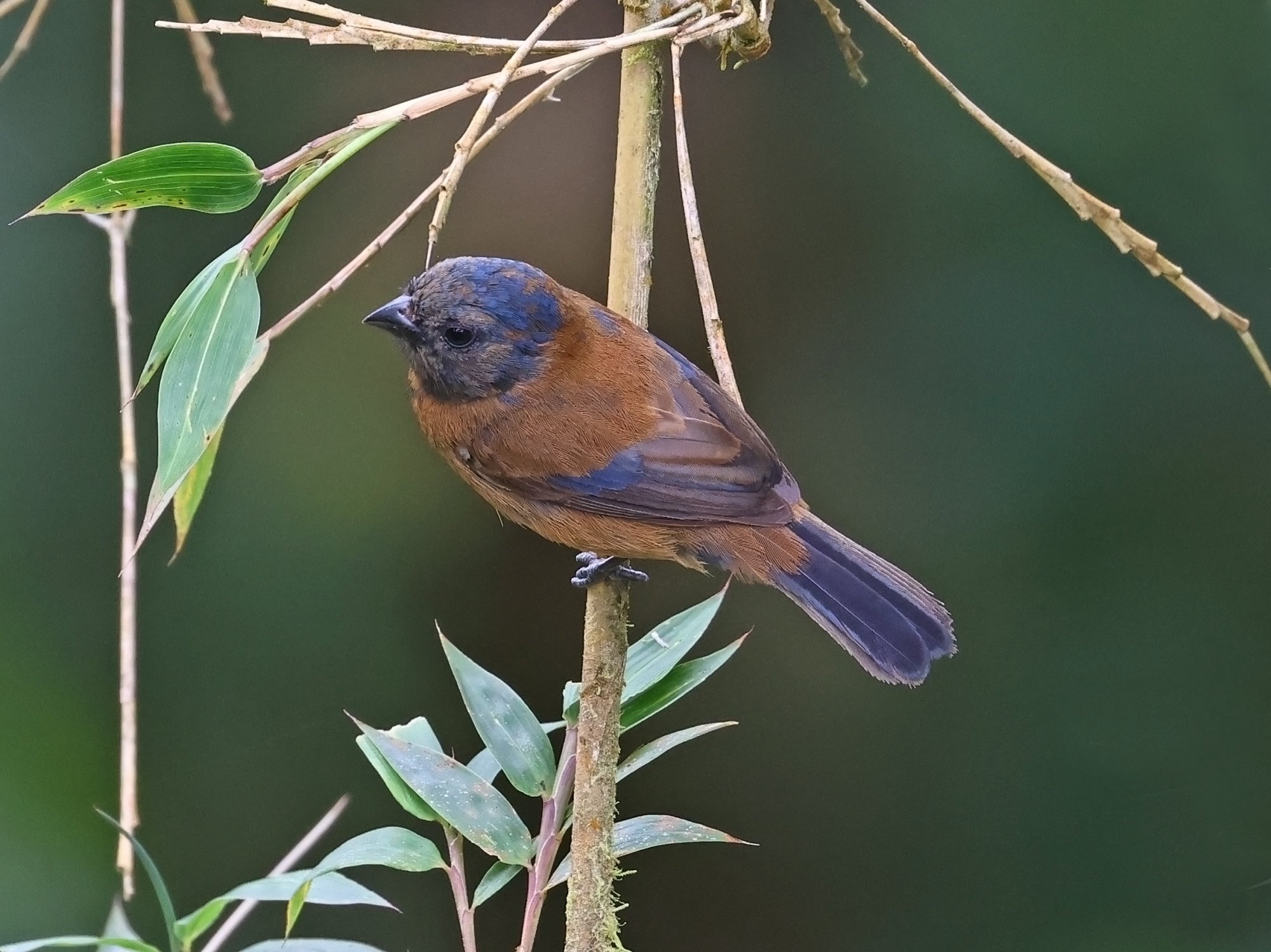 Amaurospiza&nbsp;aequatorialis