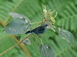 Foto Tanagara Mariposa