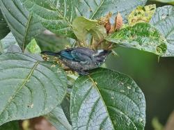 Foto Tanagara Mariposa