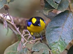 Foto Tangara-Montana Aliazul