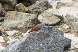 Foto Torcacita Colorada