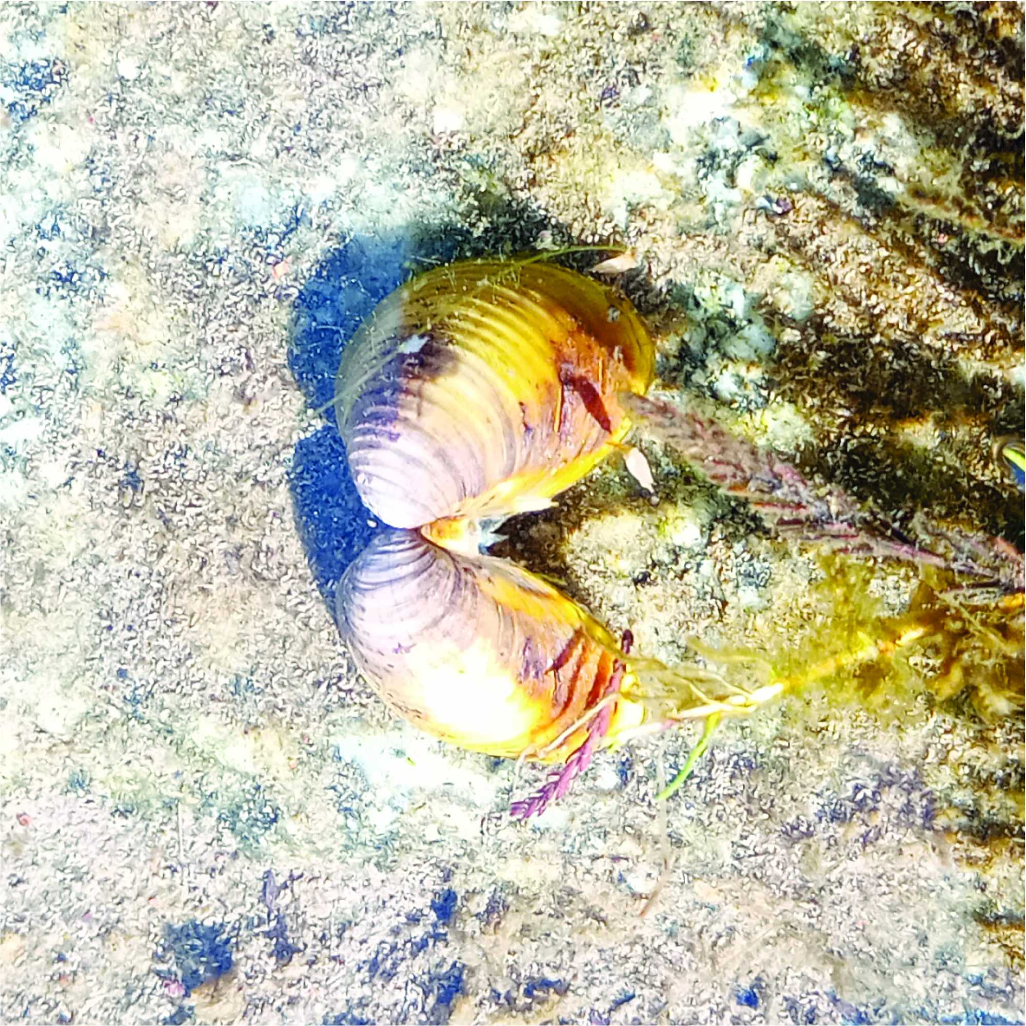 Foto Almeja Asiatica