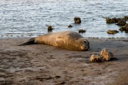 Foto Elefante Marino del Sur
