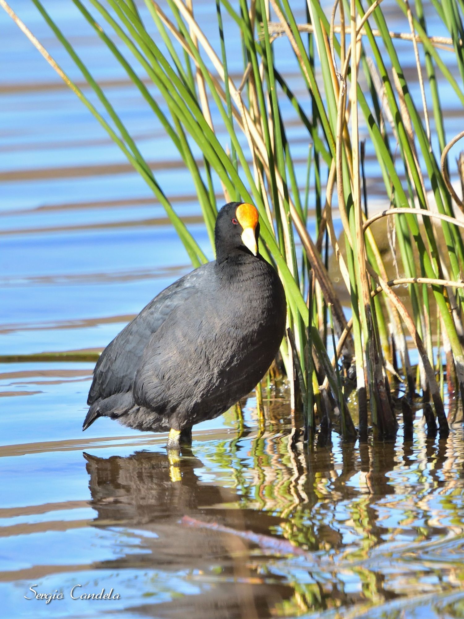 Fulica&nbsp;leucoptera