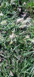 Foto Pennisetum